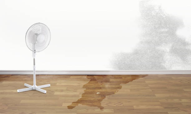 Best Water damage cleanup near me  in Trucksville, PA